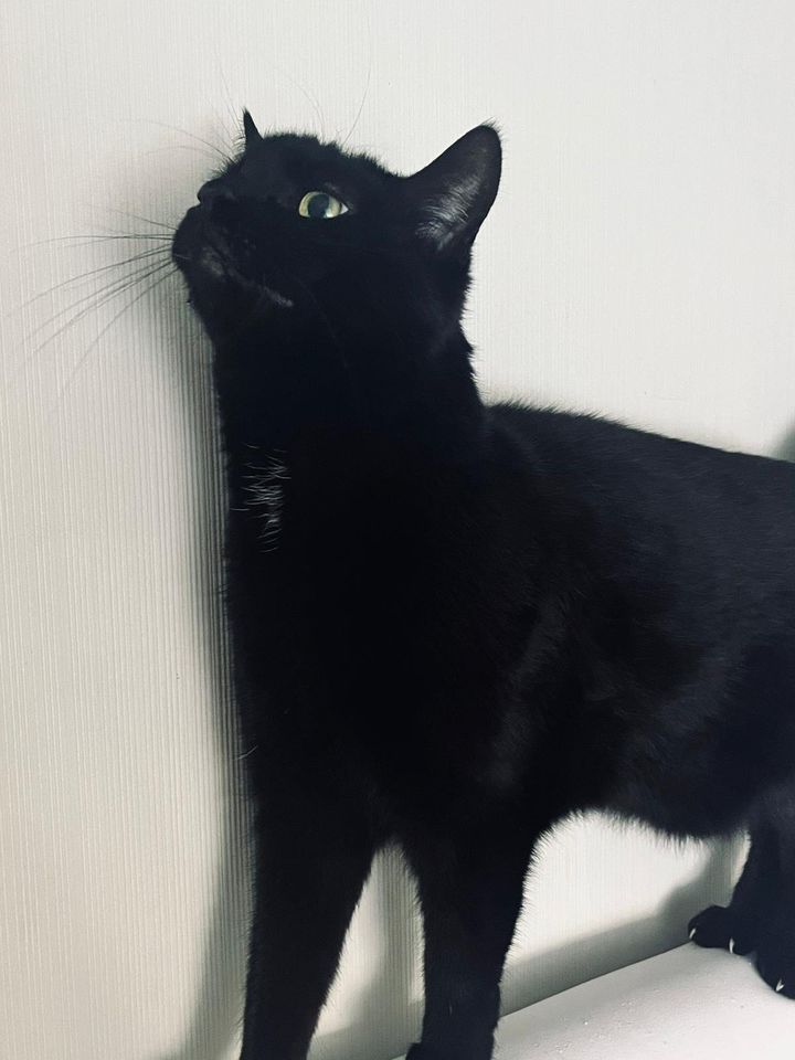 Schwarze Katze in Geseke