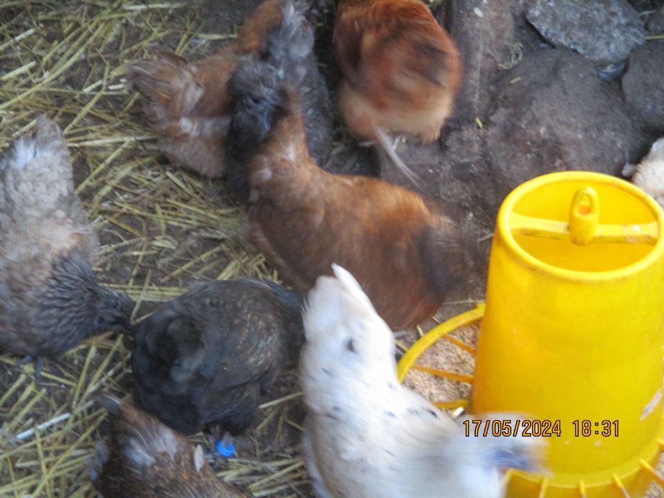 Zwerghühner/ Zwergseidenhühner: Gruppe 4 Hennen und 1 Hahn in Markranstädt