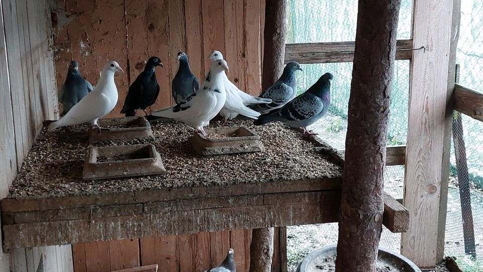 Tauben zu Verkaufen in Bad Belzig