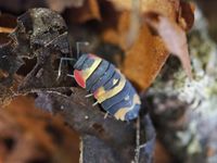 Merulanella sp. tricolor München - Au-Haidhausen Vorschau