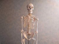 Anatomie Skelett - Modell - lebensgroß Bayern - Bamberg Vorschau