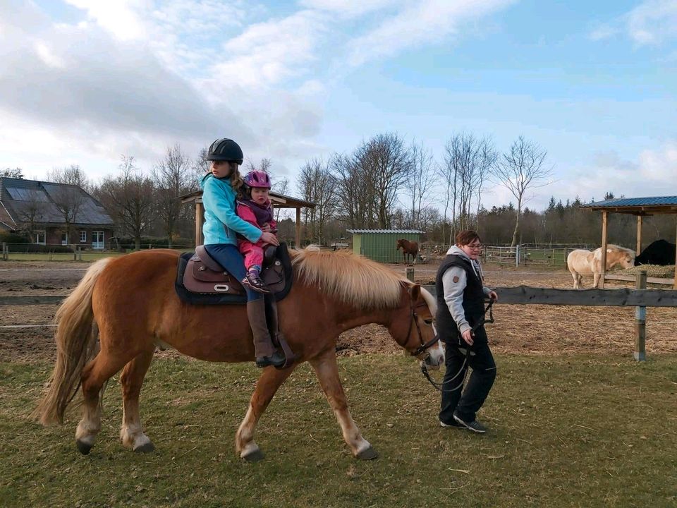 Haflinger wallch in Silberstedt