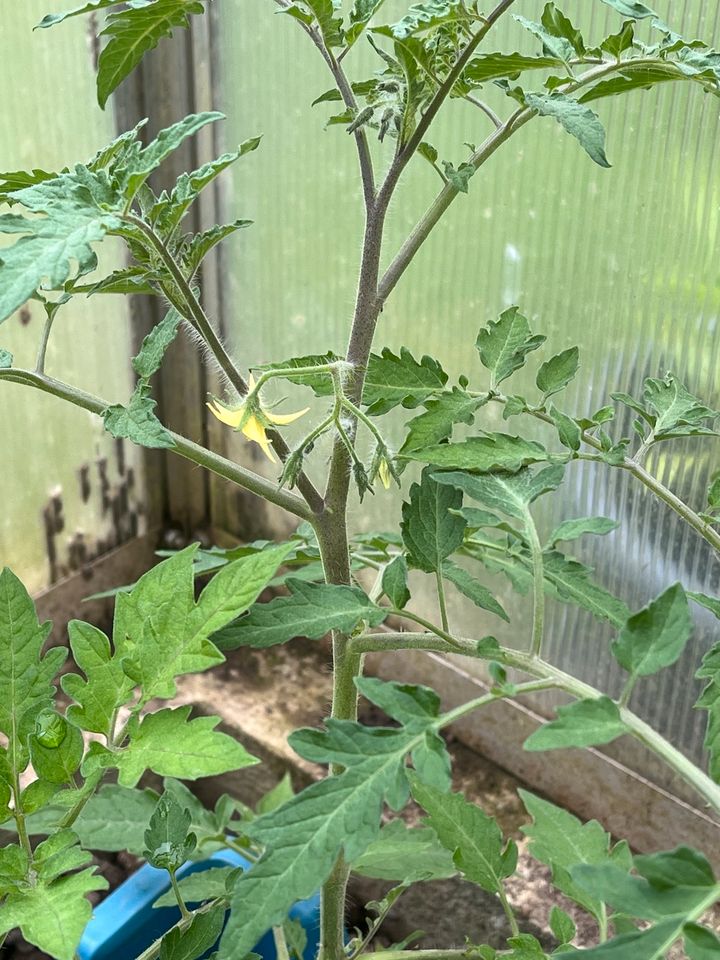 Tomaten Pflanzen in Schiffweiler