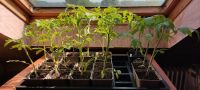 Tomaten Tomatenpflanzen Pflanzen alte Sorten Rheinland-Pfalz - Mayen Vorschau