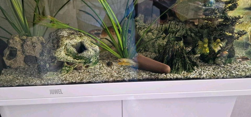 Aquarium Juwel 180 zu verkaufen in Ballenstedt