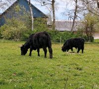 Welsh-Black Rinder aus Biohaltung Bayern - Berg Oberfr. Vorschau
