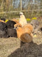 Große Seidenhühner Eier (Hühner, Henne, Hahn, Küken) Bayern - Rödelmaier Vorschau