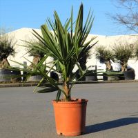 Chinesische Hanfpalme Trachycarpus Fortunei +/-70cm winterhart Nordrhein-Westfalen - Oberhausen Vorschau