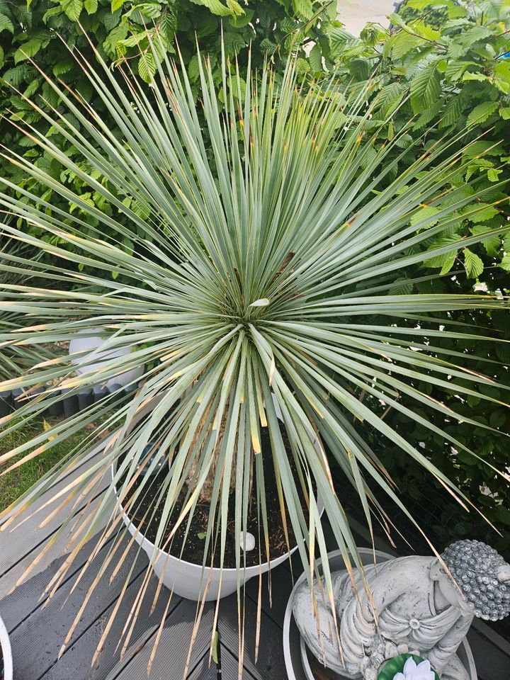 Grosse Yucca Rostrata Palme winterhart Blue Swan in Frankfurt am Main