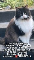 Katze vermisst entlaufen STERNCHEN Berlin - Neukölln Vorschau