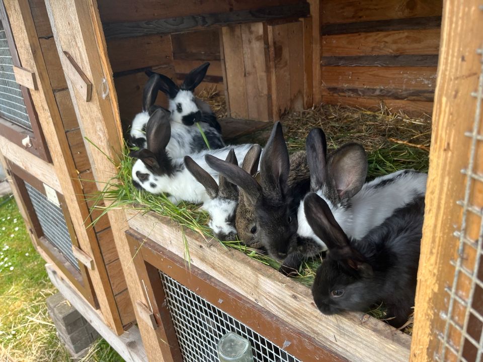 Kaninchenjunge Riesenschecke Deutscher Riese Mix Jungtiere 8 woch in Halle