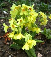Gelbe Stängellose Schlüsselblume Primula vulgaris Primel Hessen - Liebenau Vorschau