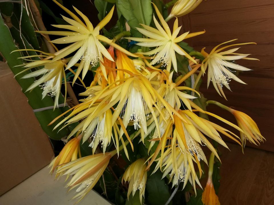 Epi, Epiphyllum, Blattkaktus Frühlingsgold duftender Massenblüher in Essen