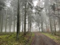 Wald, Waldgrundstück Rheinland-Pfalz - Ulmen Vorschau