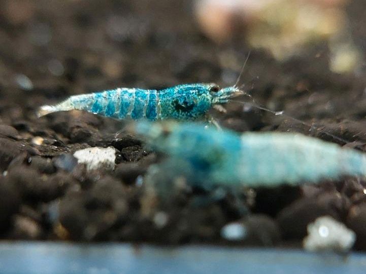 Blue Bolt Garnelen Caridina Taiwaner blau weiß, 4€* in Möglingen 