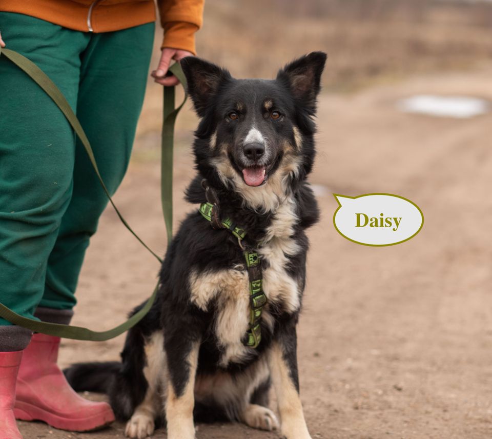 Tierschutz - Daisy sucht ein liebevolles Zuhause! in Berlin