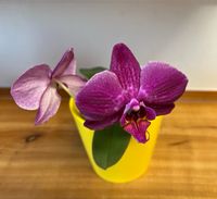 Großblütige Phalaenopsis Orchidee Red wine, ohne Übertopf Sachsen - Tharandt Vorschau