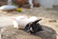 Mini-Lop Jungtiere Sachsen-Anhalt - Allstedt Vorschau