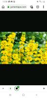 Bienenfreundlich Felberich Blume Staude Pflanze Ableger Nordrhein-Westfalen - Salzkotten Vorschau