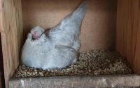 Original Englisch lavender araucana Hennen Nordrhein-Westfalen - Waltrop Vorschau