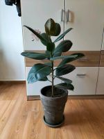 Ficus elastica, Gummibaum, mit Topf Sachsen - Werdau Vorschau