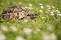 Schildkröte entlaufen Bayern - Pocking Vorschau