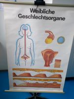 Wandkarte weibliche Geschlechtsorgane, Zyklus Leipzig - Leipzig, Zentrum-Nord Vorschau