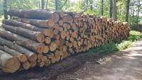 Stammholz Polterholz Brennholz Kaminholz Hartholz Buche Bayern - Bad Windsheim Vorschau