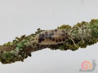 Panda Assel Porcellio laevis - schneckenpost.shop - Achatschnecke Niedersachsen - Großenkneten Vorschau