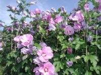 Jede Menge Hibiskussträucher aus dem Biogarten Köln - Lindenthal Vorschau