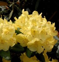 INKARHO - Großblumige Rhododendron Goldinetta® 25-30cm -Alpenrose Niedersachsen - Bad Zwischenahn Vorschau