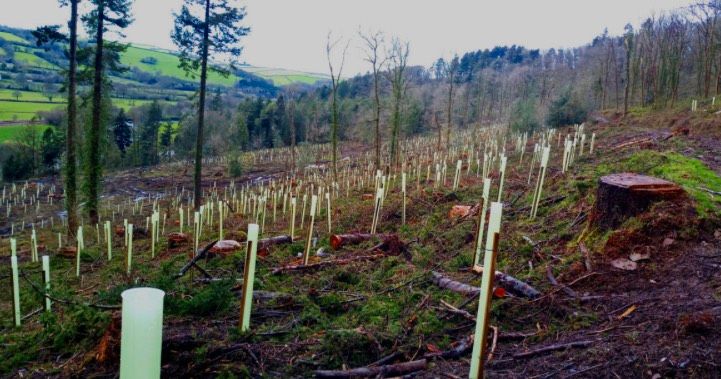 Aufforstungen Forst Pflanzungen Wiederaufforstung Pflanzung Bäume in Hildburghausen