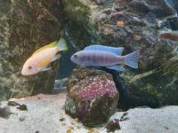 Malawi Buntbarsche aus Aquariumauflösung Nordrhein-Westfalen - Ostbevern Vorschau