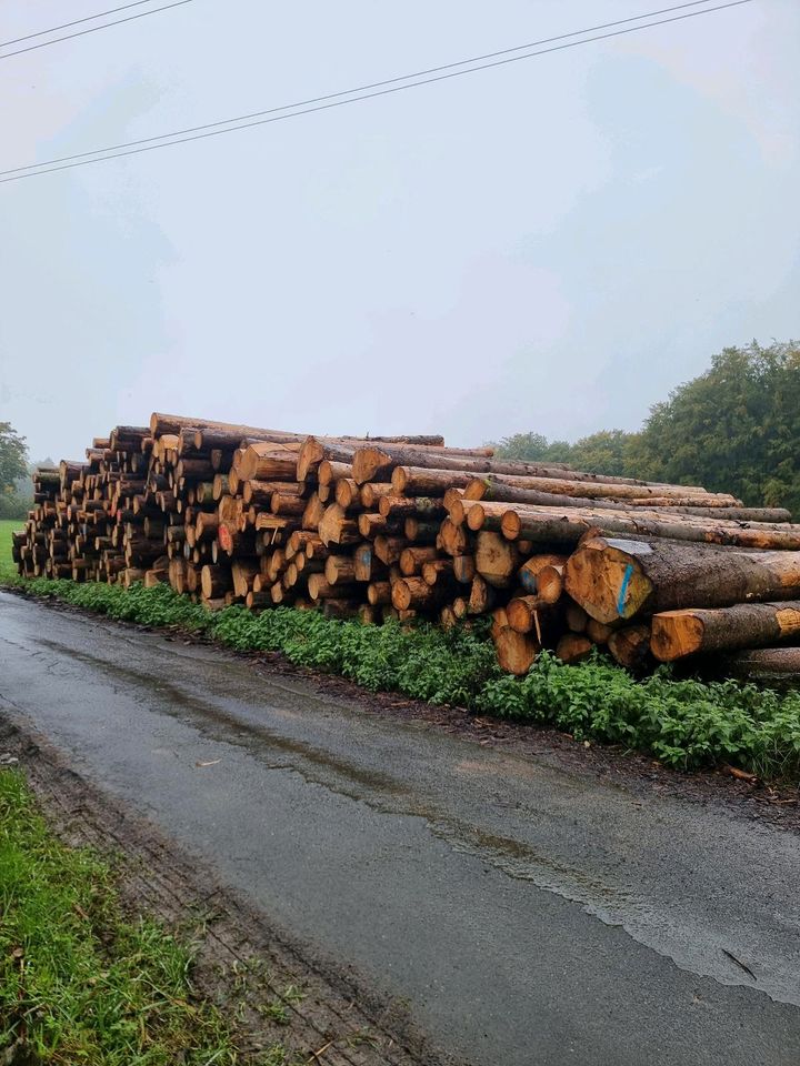 Brennholz trocken, Fichte, stammware, Ofenfertig in Kalletal