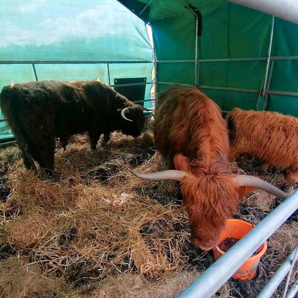 3Highland Cattel Hochlandrinder Kuh, Kalb und Bulle Familie in Ovelgönne