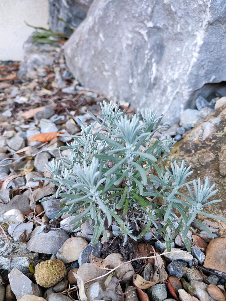 Gartenpflanzen und -blumen in Bad Saulgau