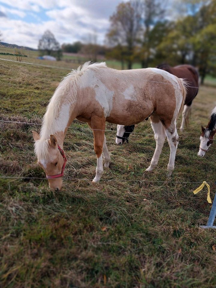 Paint Horse Hengst Jährling Westernpferd Quarter Horse in Neukirchen/Erzgeb