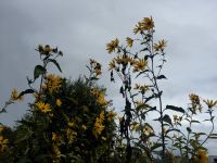 Stauden-Sonnenblume Zaungucker Helianthus Staudensonnenblume Hessen - Liebenau Vorschau