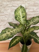Zimmerpflanze dieffnebachia mit Korb Maße 70 cm Hoch Nordrhein-Westfalen - Leverkusen Vorschau
