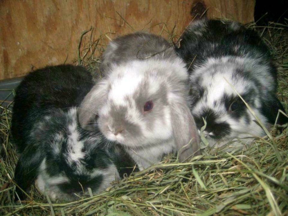 Kaninchen Zwergkaninchen Farbenzwerg Löwenköpfchen Zwergrex in Langerwehe