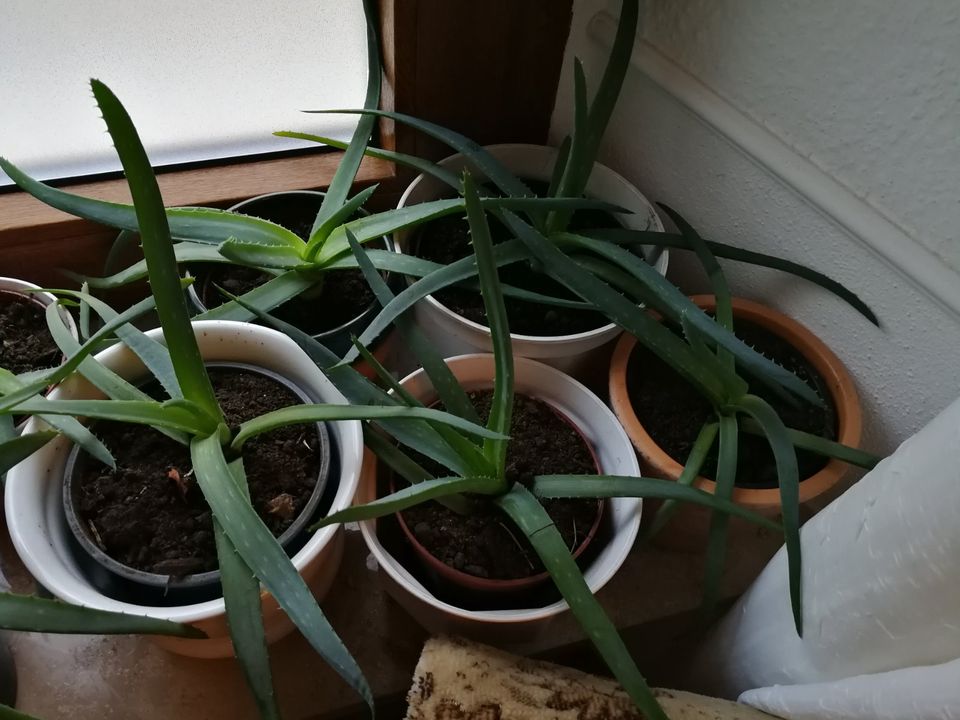 echte Heilpflanze Zimmerpflanze Pflanze Aloe Vera aloa  Feng shui in Leipzig