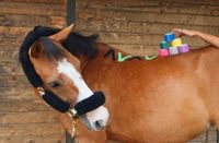 Pferdekurs Taping, Pferdegesundheit, Pferdephysio Niedersachsen - Bad Pyrmont Vorschau