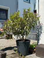 Orleander Baum rot aus der Toskaner Nordrhein-Westfalen - Castrop-Rauxel Vorschau