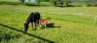 Platz für Stutfohlen frei/Fohlenaufzucht Baden-Württemberg - Adelsheim Vorschau