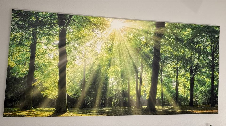 Wandbild Wald / Sonnenstrahl 2m * 90cm in Gießen
