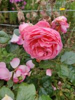 Rose, Buschrose oder Strauchrose leichter Duft rosa Niedersachsen - Braunschweig Vorschau