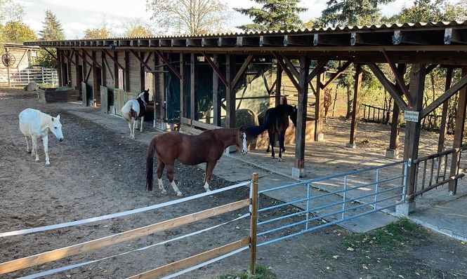 Pflegebeteiligung Pferd in Karlsruhe