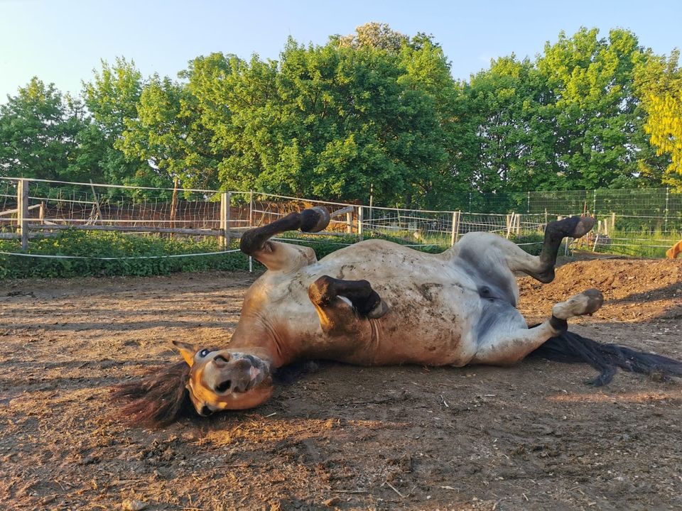 Offenstall hat noch Platz, Offenstallplatz, Pferd ,Pony ,Stall in Arnstein