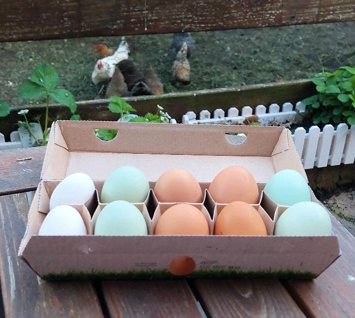 Eier von freilaufenden Hühnern in Heuerßen