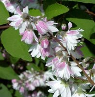 Hoher Sternchenstrauch Tourbillon Rouge 60-80cm Deutzia magnifica Niedersachsen - Bad Zwischenahn Vorschau